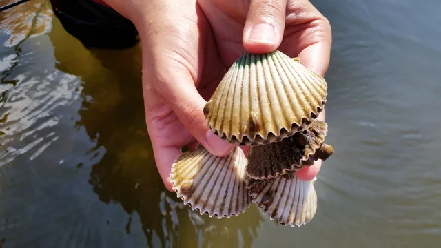 Scalloping trip on the water with Captain Ozzie