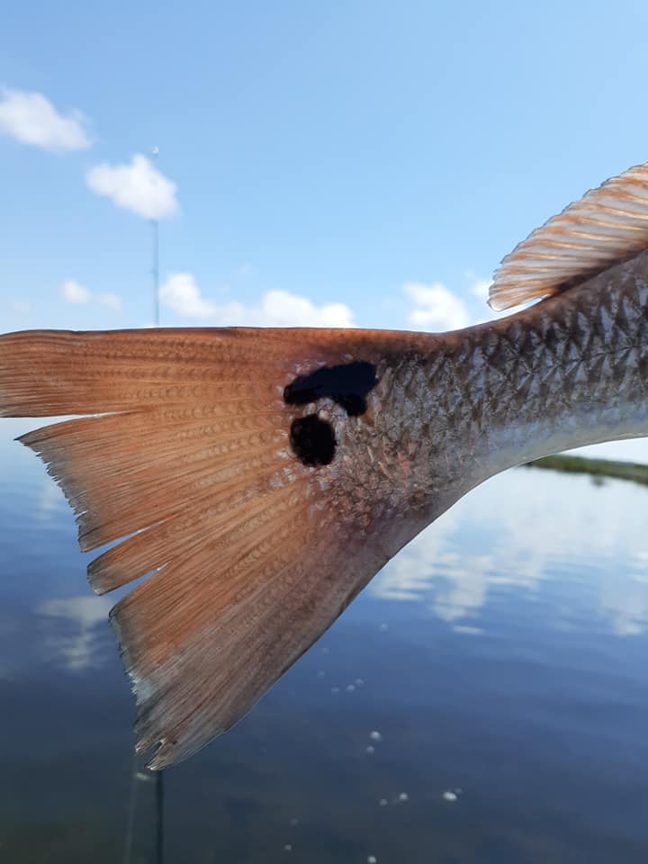 Spotted redfish tail