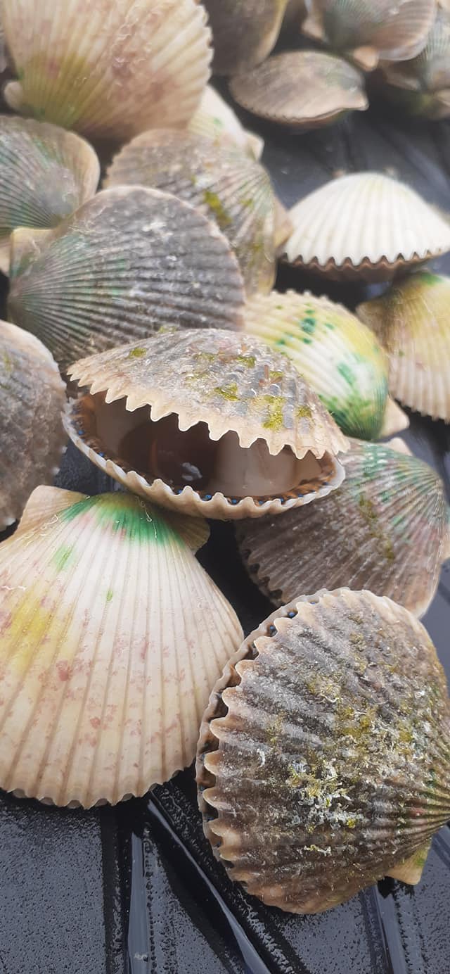 Scallops on the deck of a boat