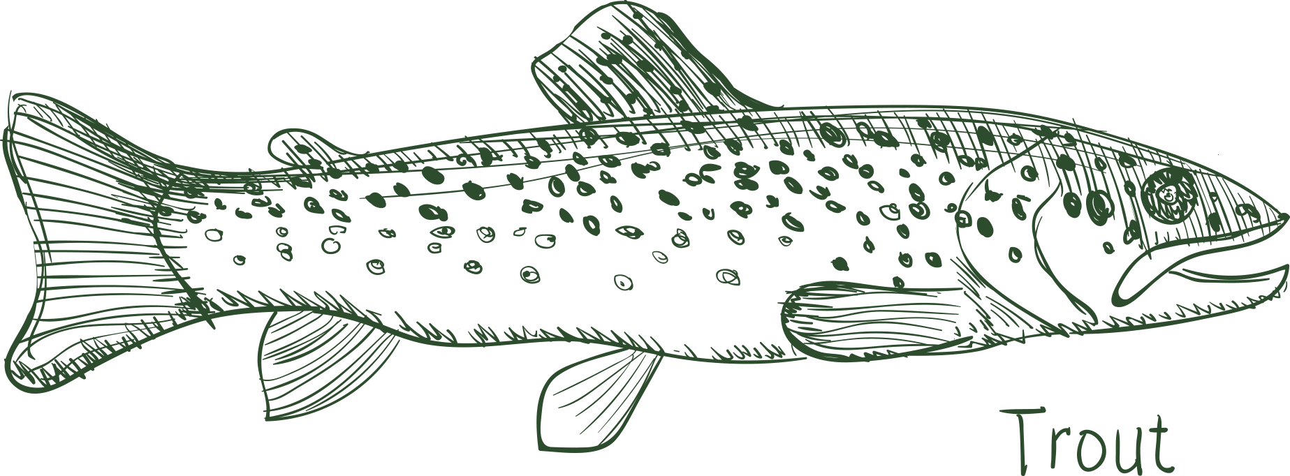 Green Outline Trout Illustration